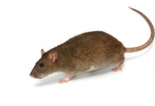 rat - plaagdierenbestrijding Van Rhee Uddel